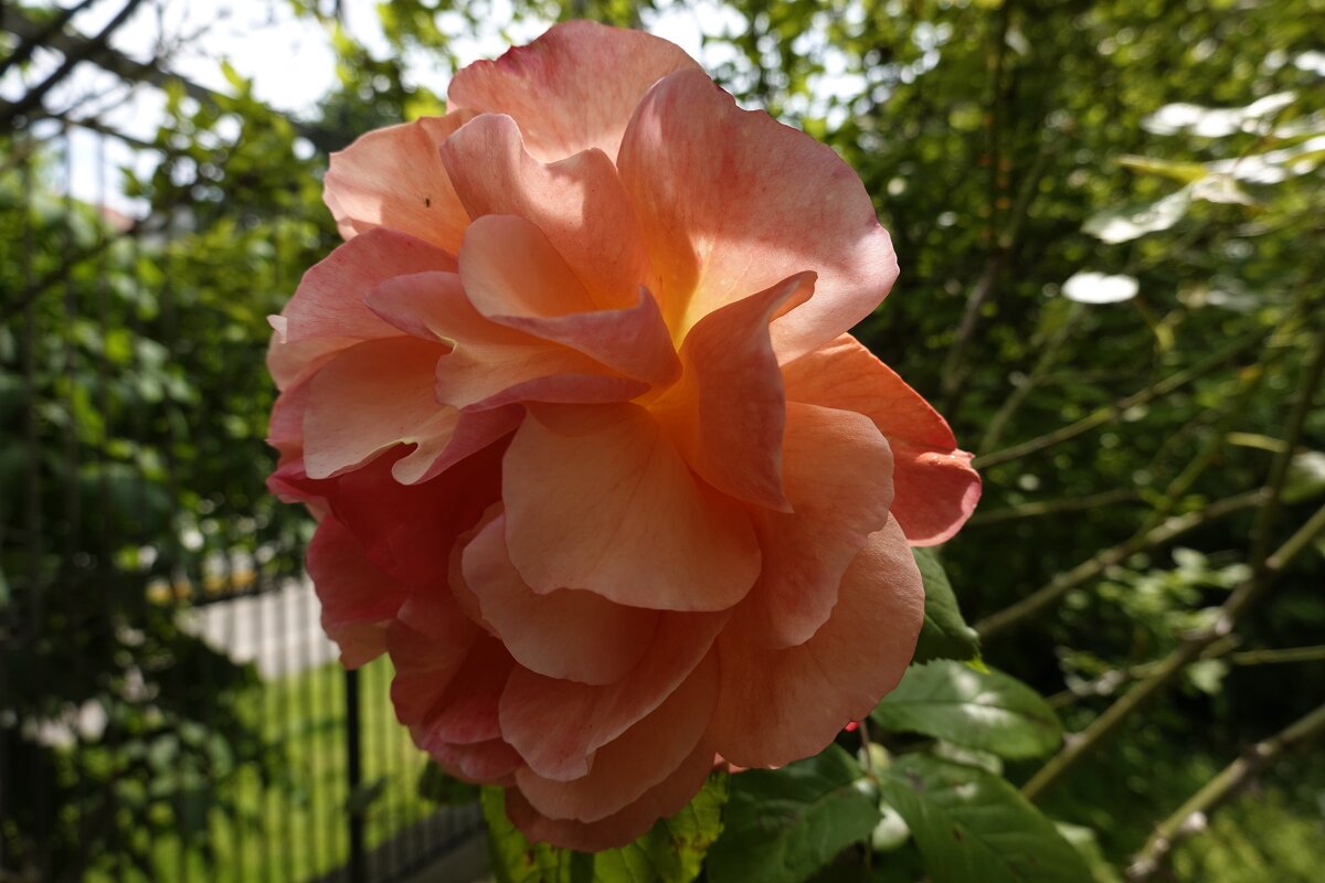 За красоту мы любим розы, Их дивный запах, аромат... - Galina Dzubina