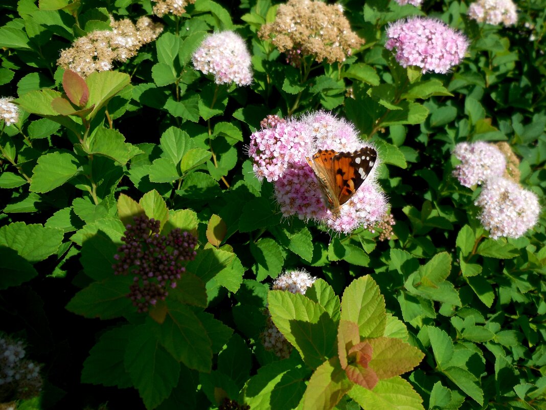 Бабочка и цветы - Надежда 