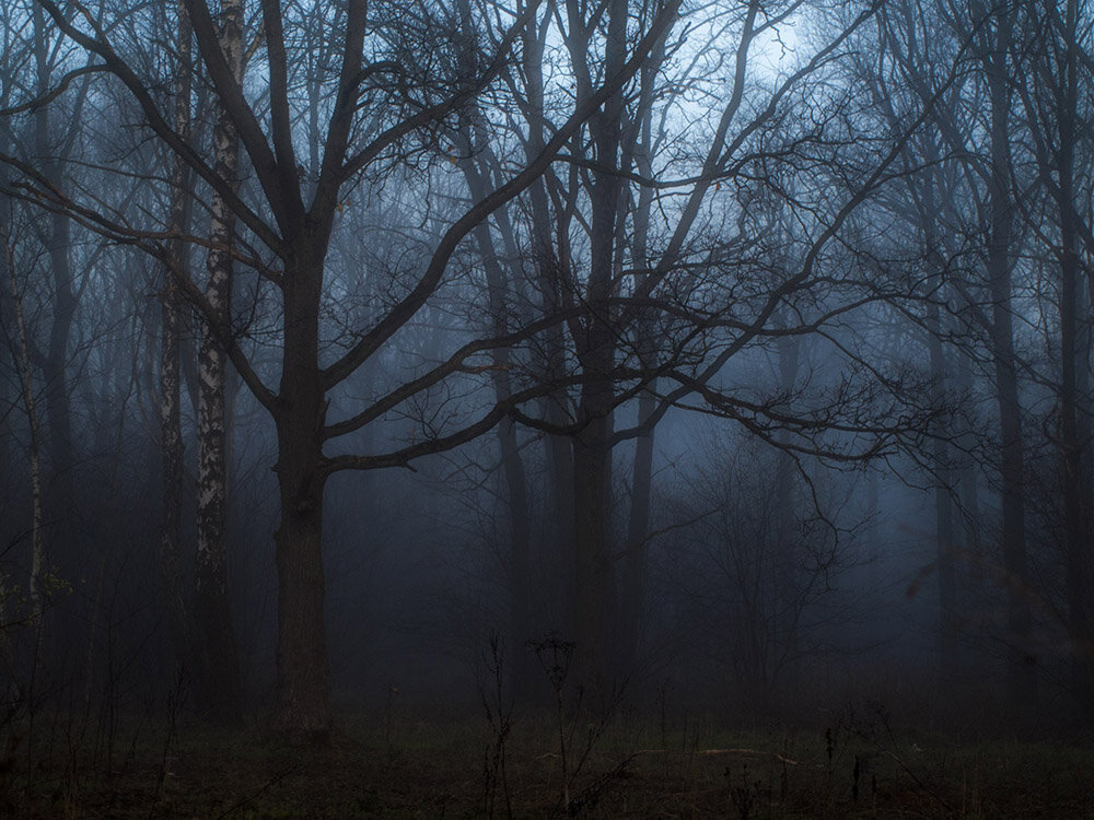 Туманный рассвет в лесу - Анна Малышева