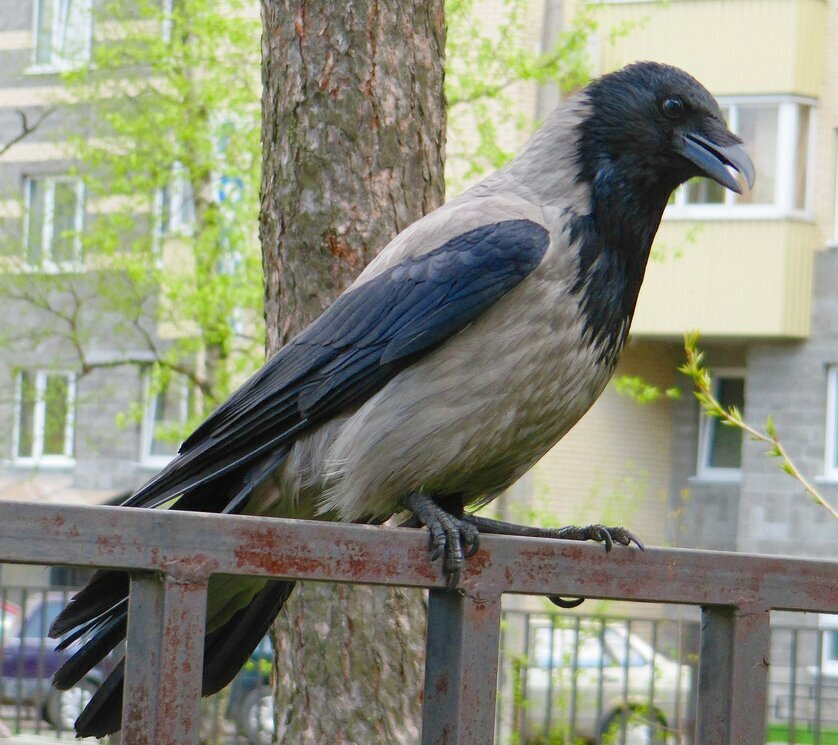 Ворона в нашем дворе - Вера Щукина