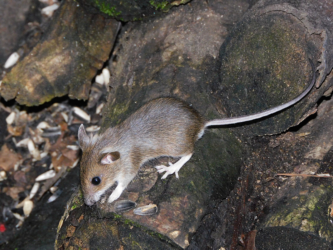 Малыш малой лесной мыши - Лина 