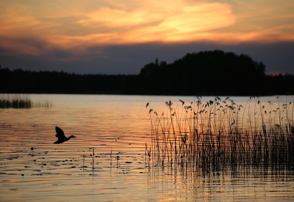 Летний вечер на озере - liudmila drake