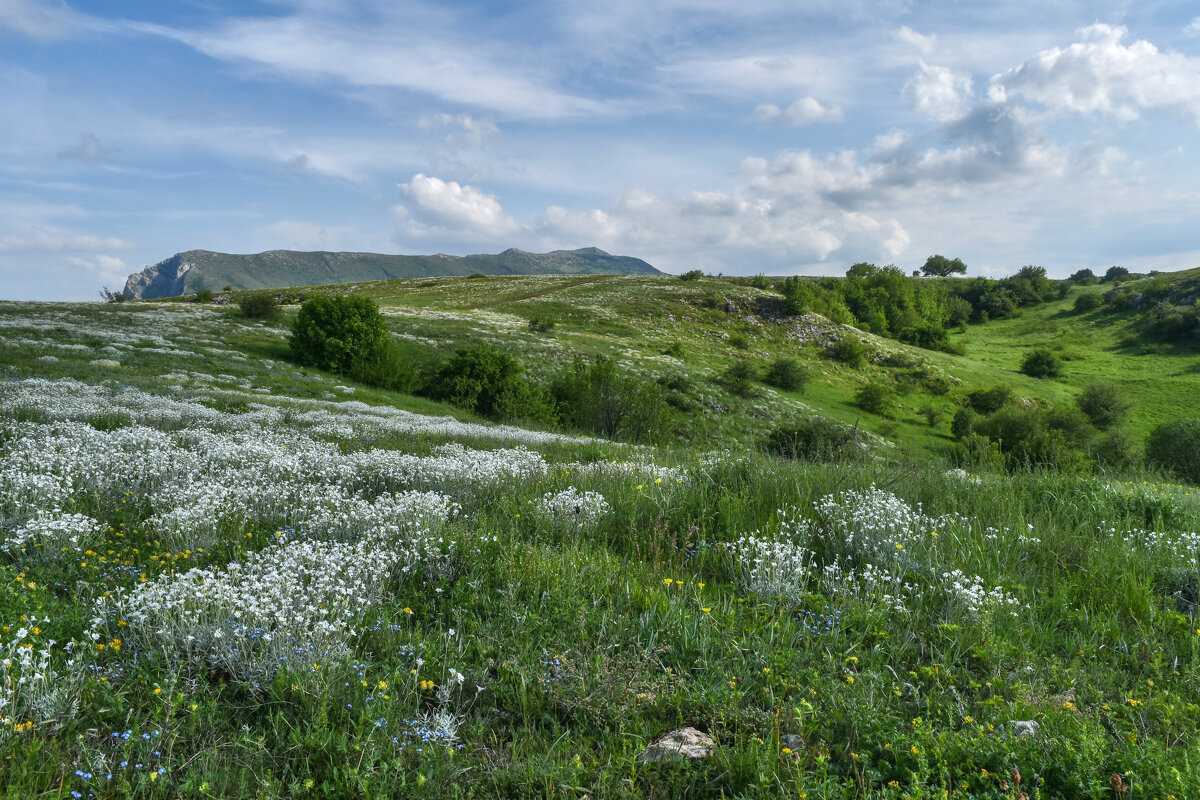 Нижнее плато Чатыр-Дага, июнь - Игорь Кузьмин