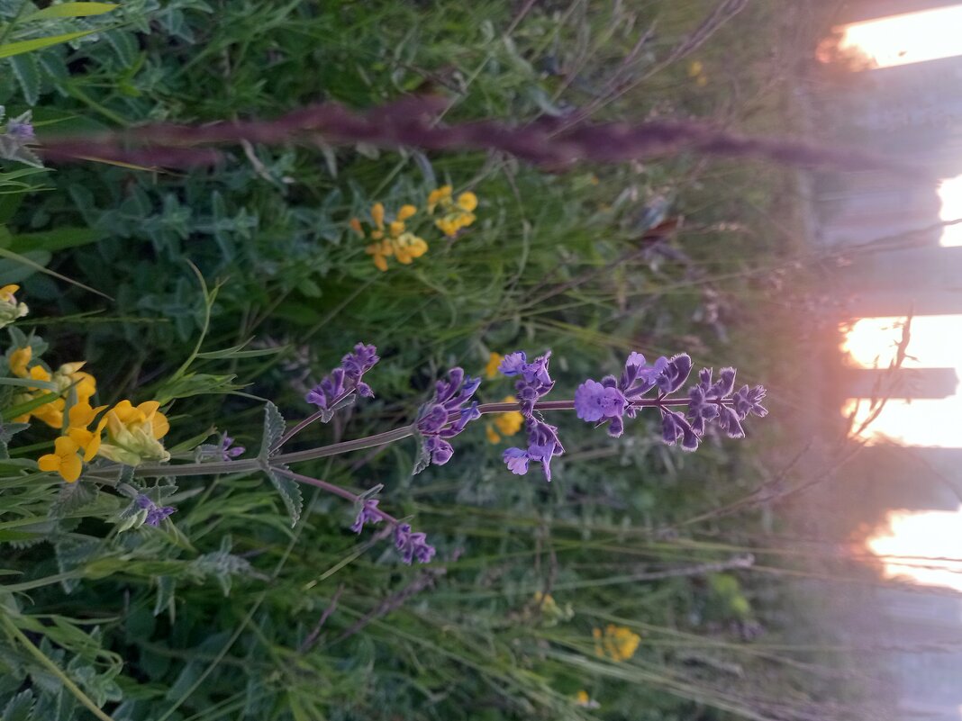 Цветы на закате - Сапсан 