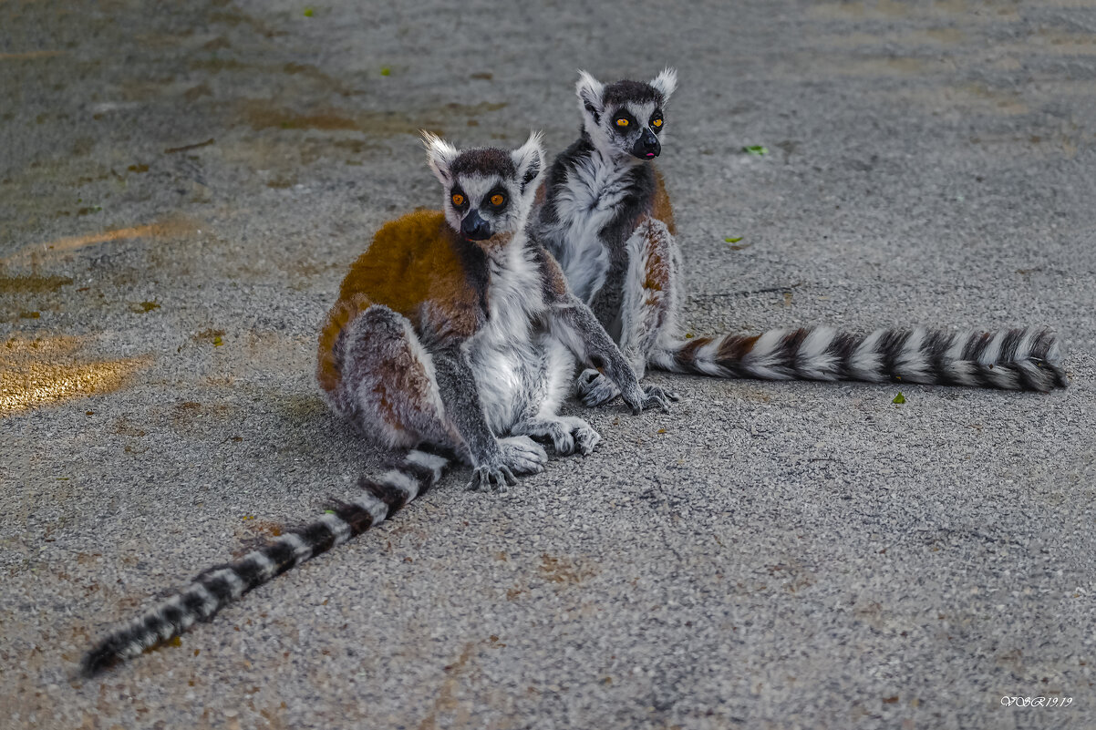 Lemur-glamor-sweet couple - Shmual & Vika Retro