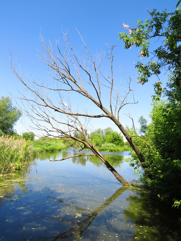 Старое дерево в реке - Андрей Снегерёв