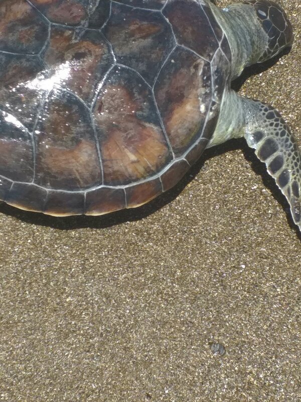 Mersin. Морская черепаха   Caretta Caretta - Murat Bukaev 