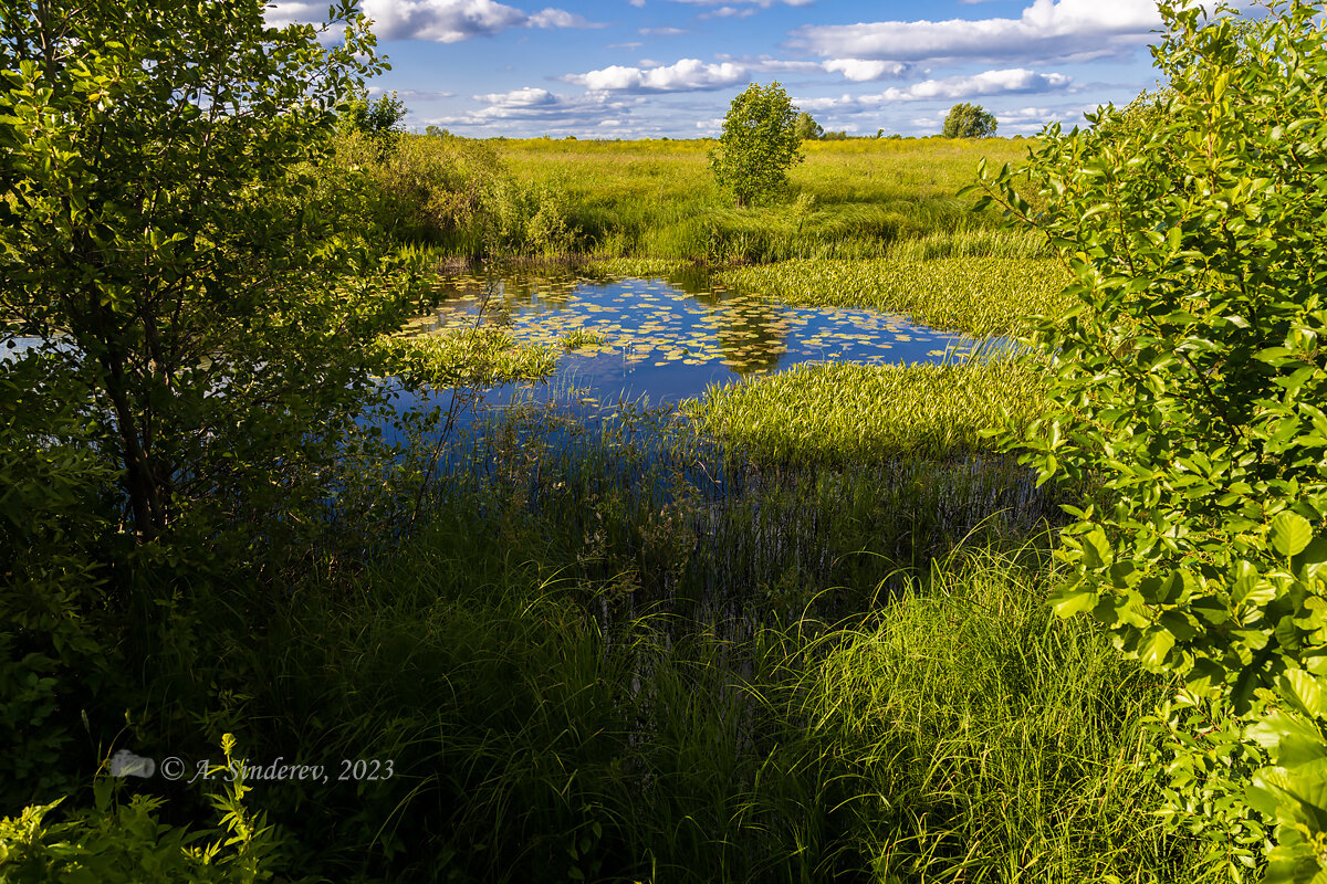 Летний пейзаж с речкой - Александр Синдерёв