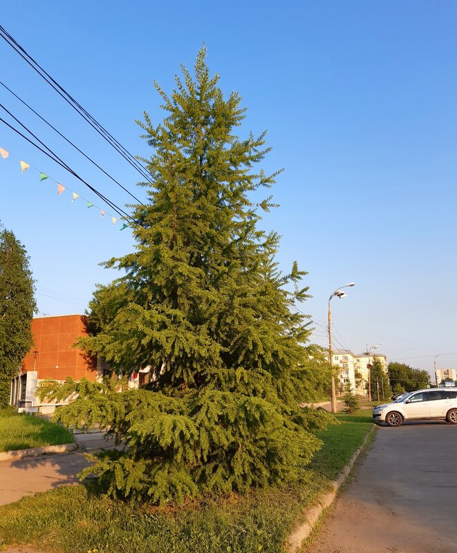 Лето в городе - Галина Минчук