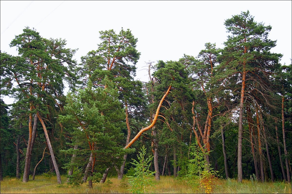 Шебекинские сосны - Сеня Белгородский