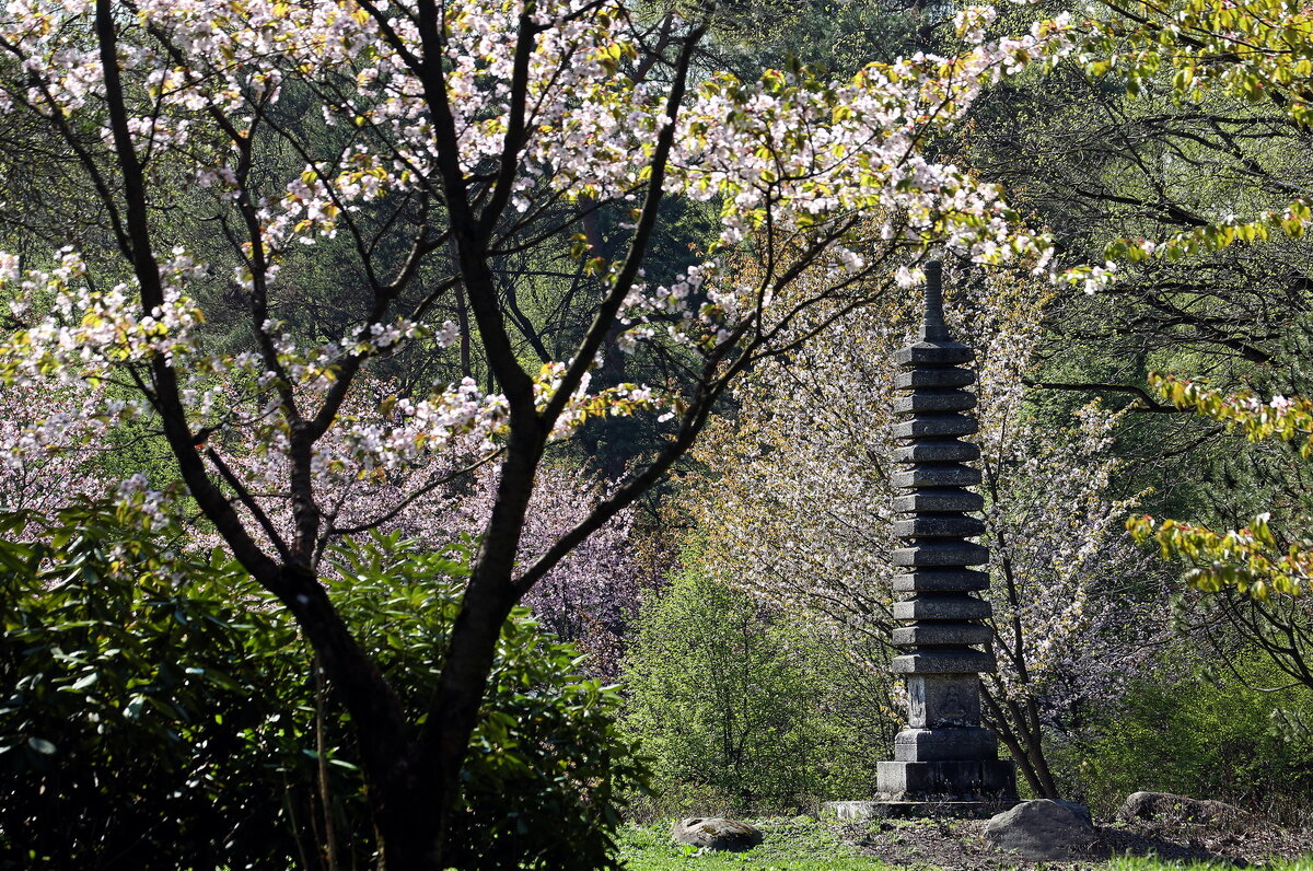 Сакура в Японском саду. Апрель - Михаил Бибичков