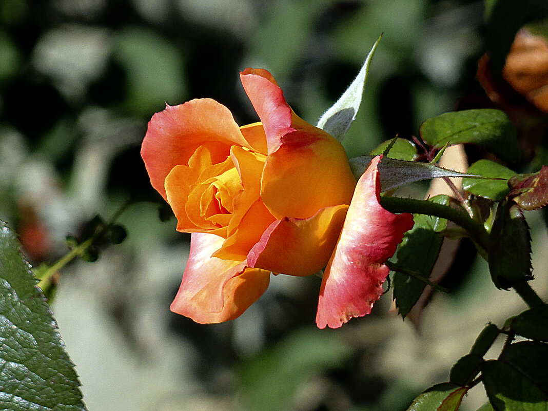 розы крыма - Ольга 