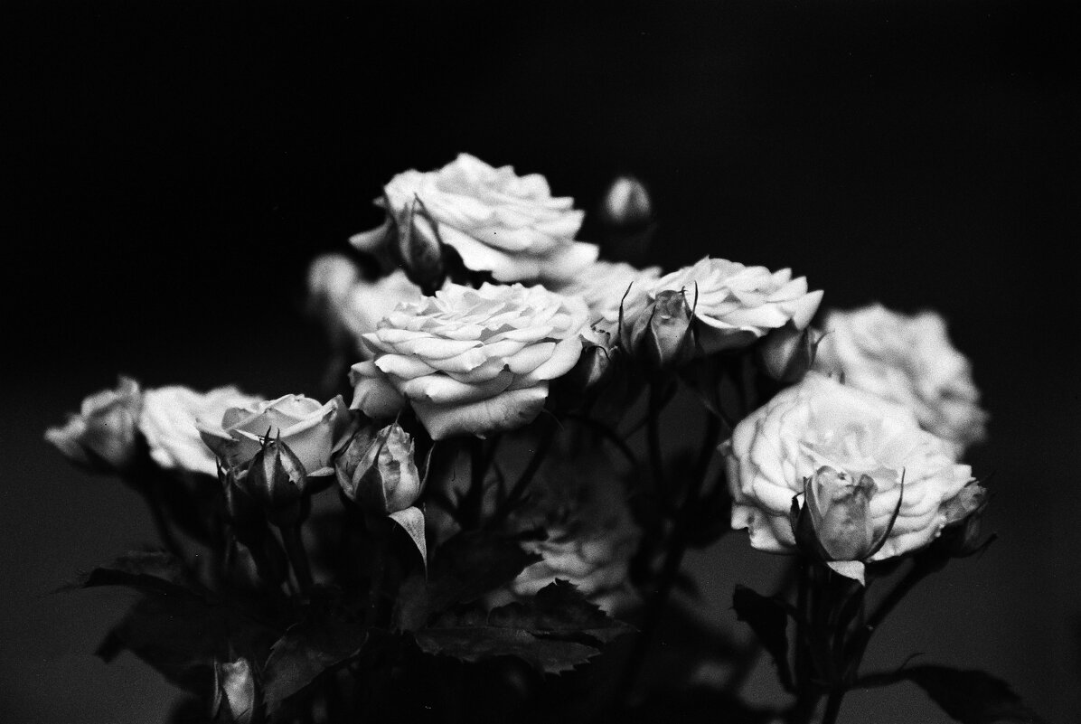 Розы в монохроме - M Marikfoto