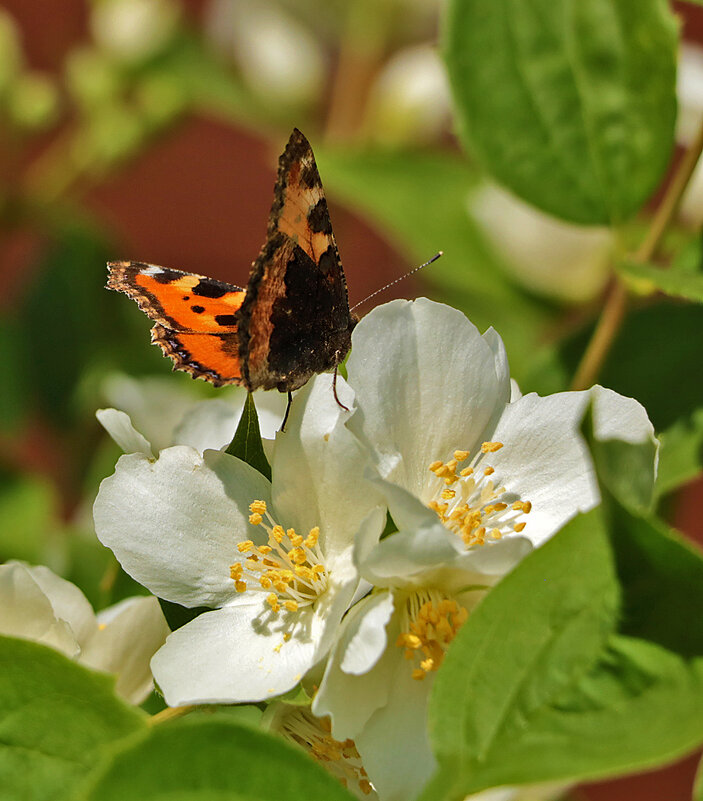 Бабочка на жасмине - Светлана 