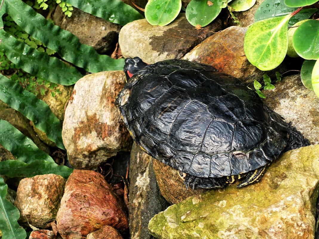 Красноухая черепаха в своём личном прудике - Aida10 