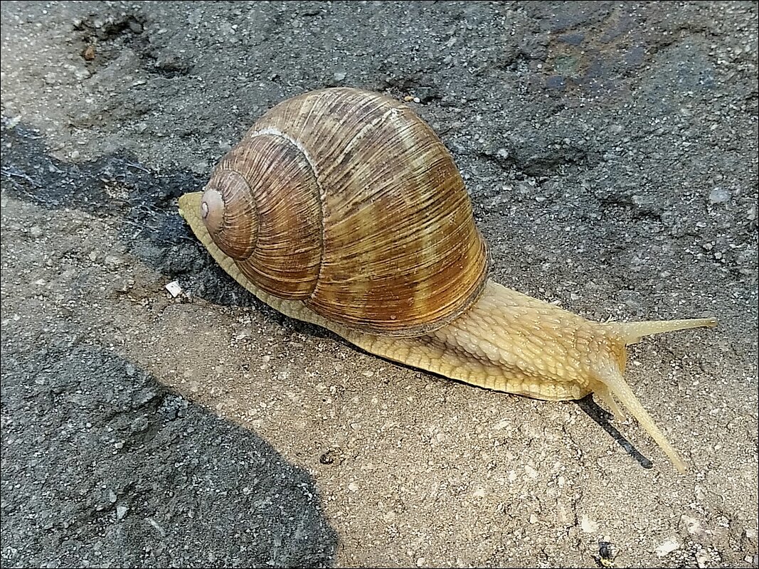 Виноградная улитка ( Helix pomatia) - Сеня Белгородский