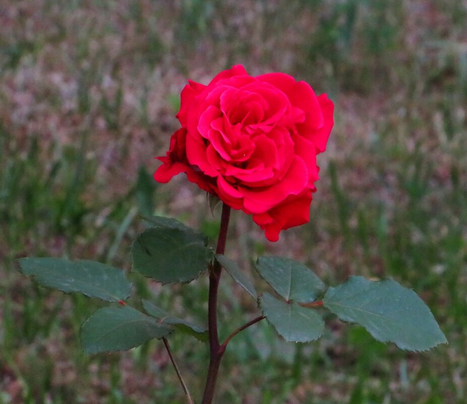Красавица роза - Андрей Снегерёв