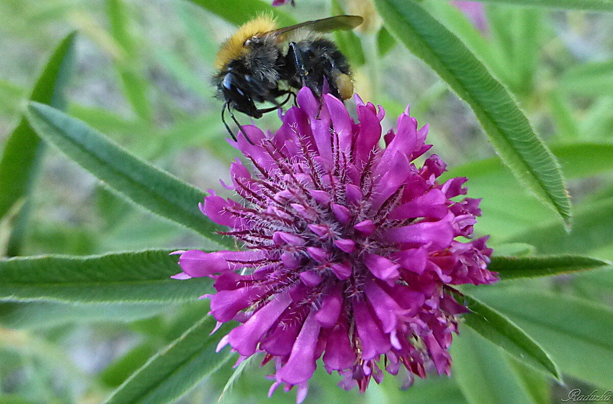 Вкусный клевер луговой (Trifolium pratense) - Raduzka (Надежда Веркина)