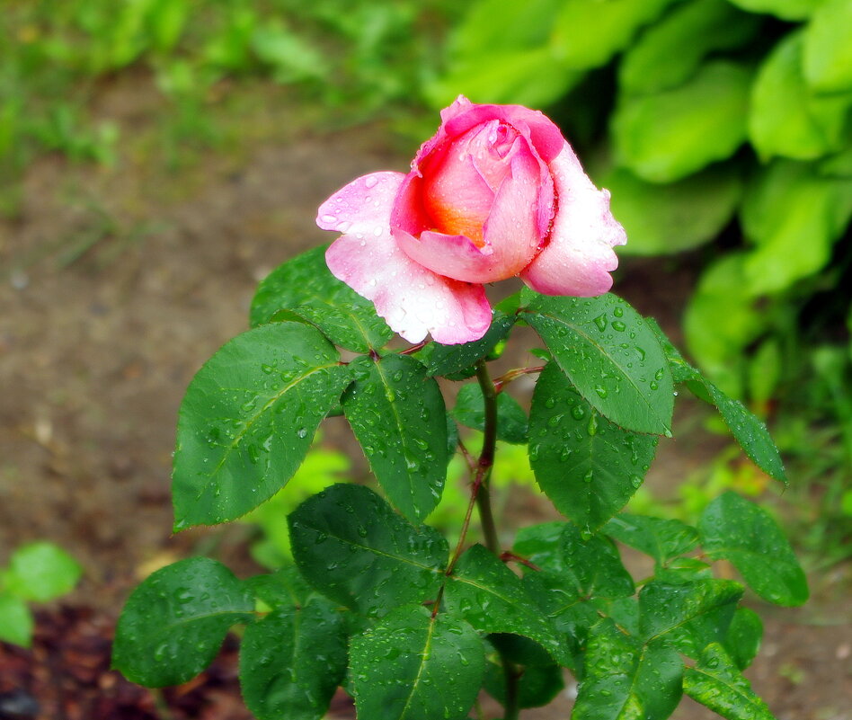 Бутон розы с каплями дождя в атмосферном Шуваловском парке в Парголово. - Валерий Новиков