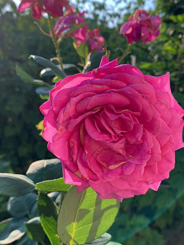 Розы в саду - Ольга Довженко