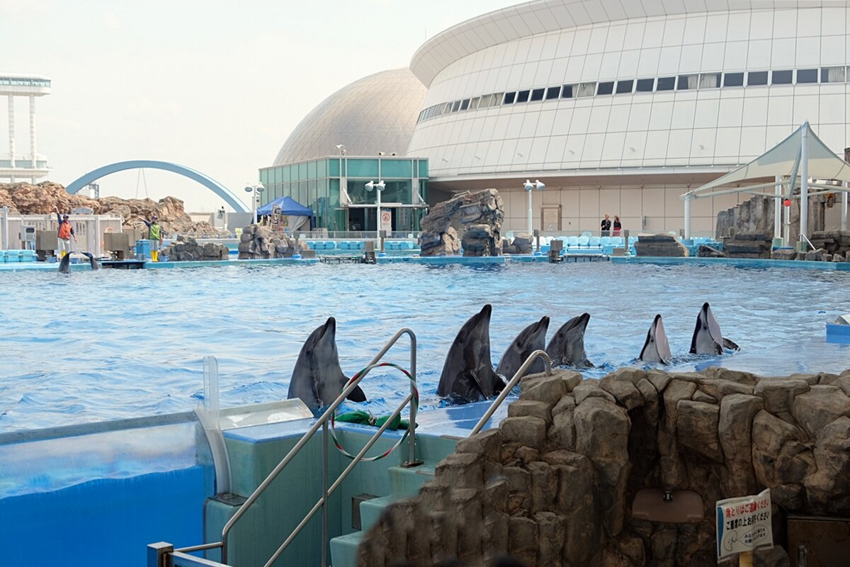 Аквариум Нагоя Япония приветствие участников шоу дельфинов - wea *