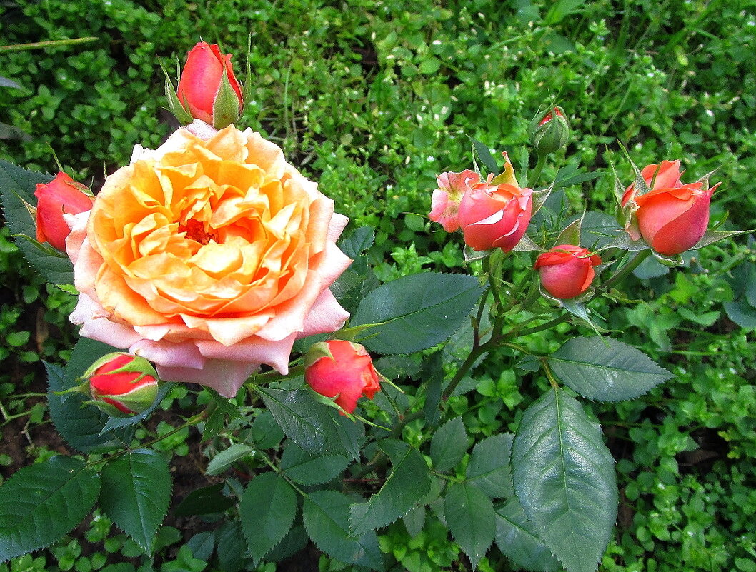 Роза – символ совершенства - Ольга Довженко