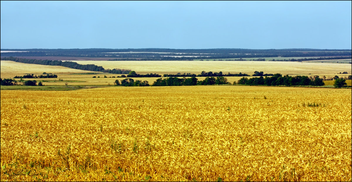 Виды на урожай. - . Олег...