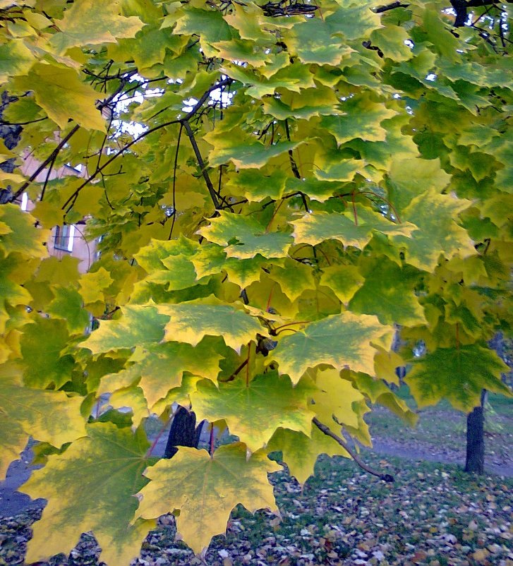 Осенние листья. - Лариника Кузьменко