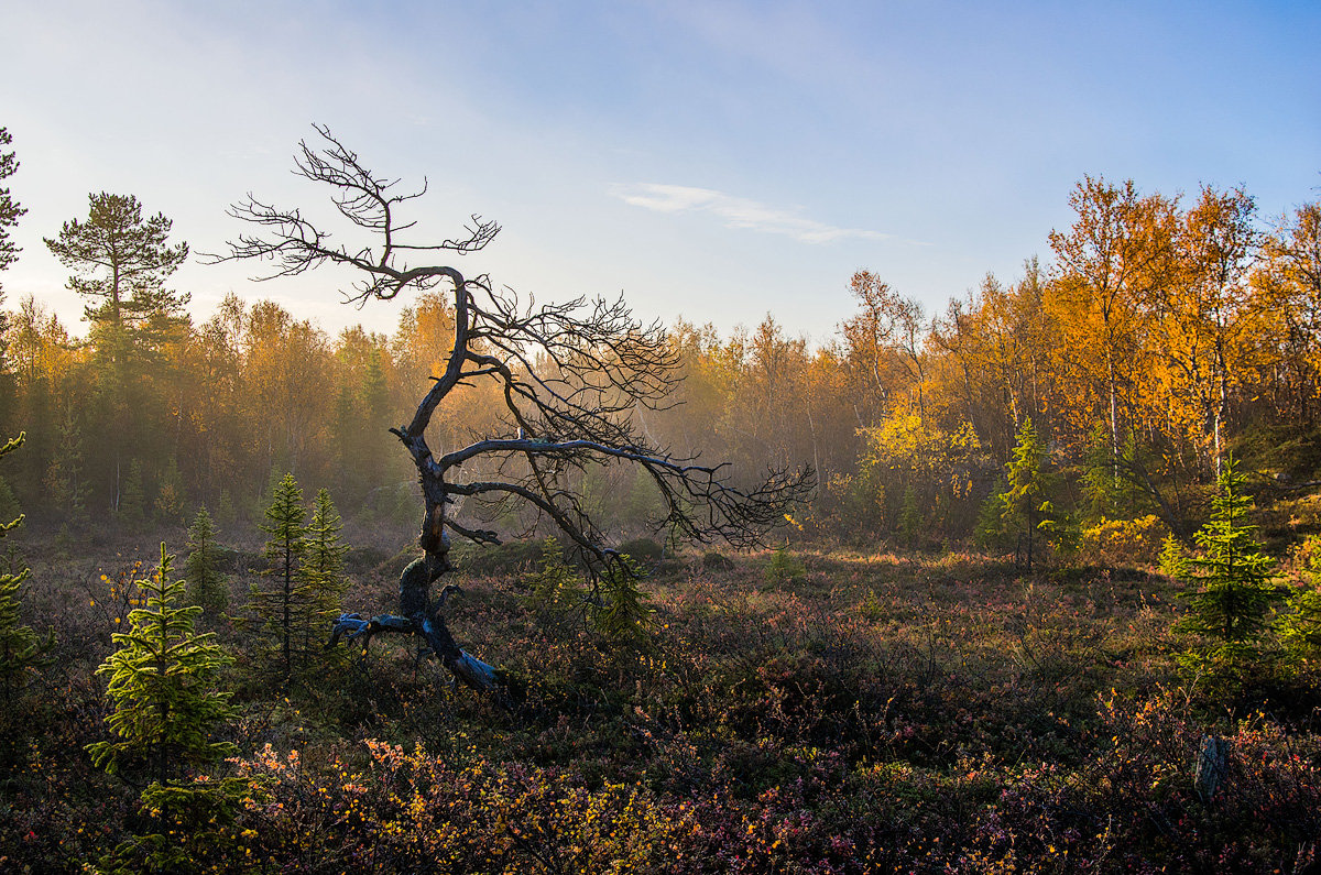 Осенний северный лес - Альберт Попов