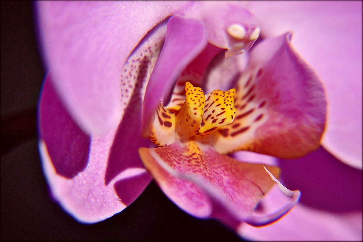 серце орхидеи - Nelly G