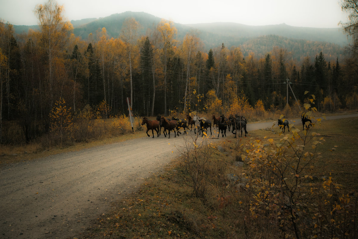Осенний пейзаж с конями и электрическим столбом. - Евгения Вишнякова