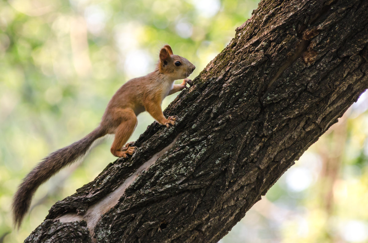 squirrel - Tutsan 