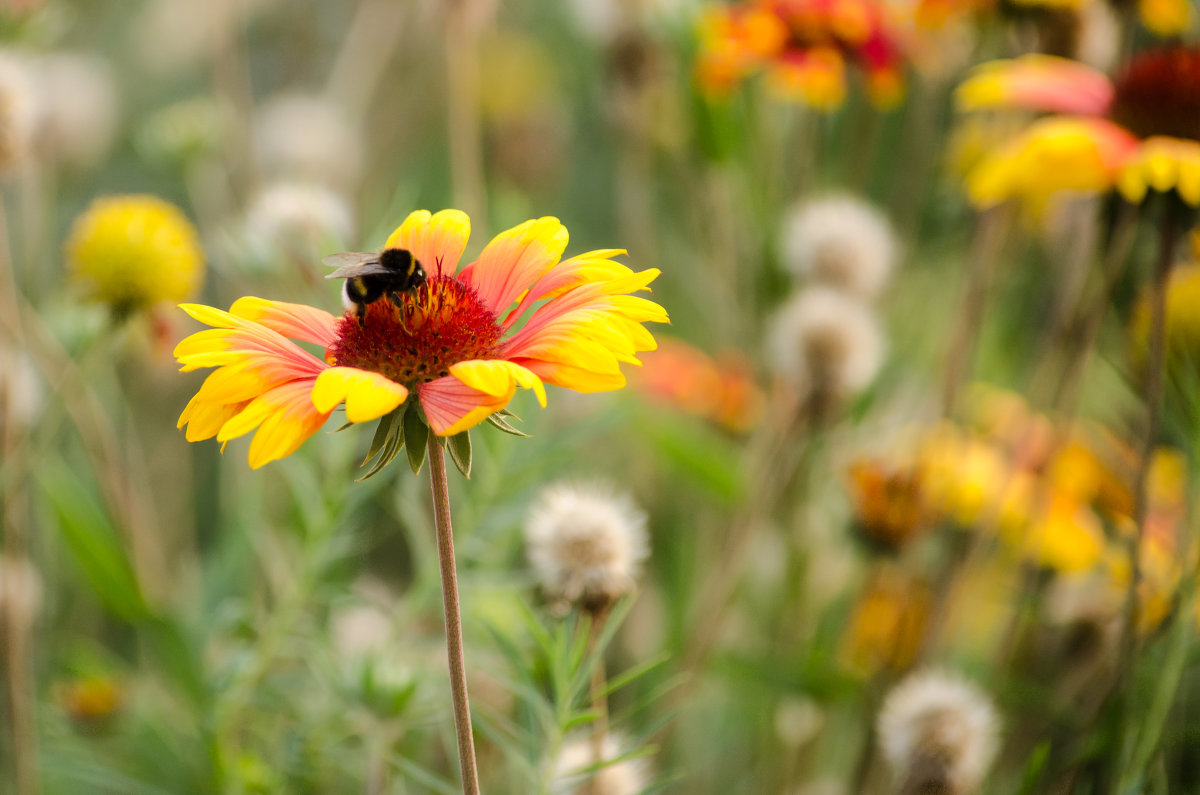 Bumblebee collects nectar - Tutsan 