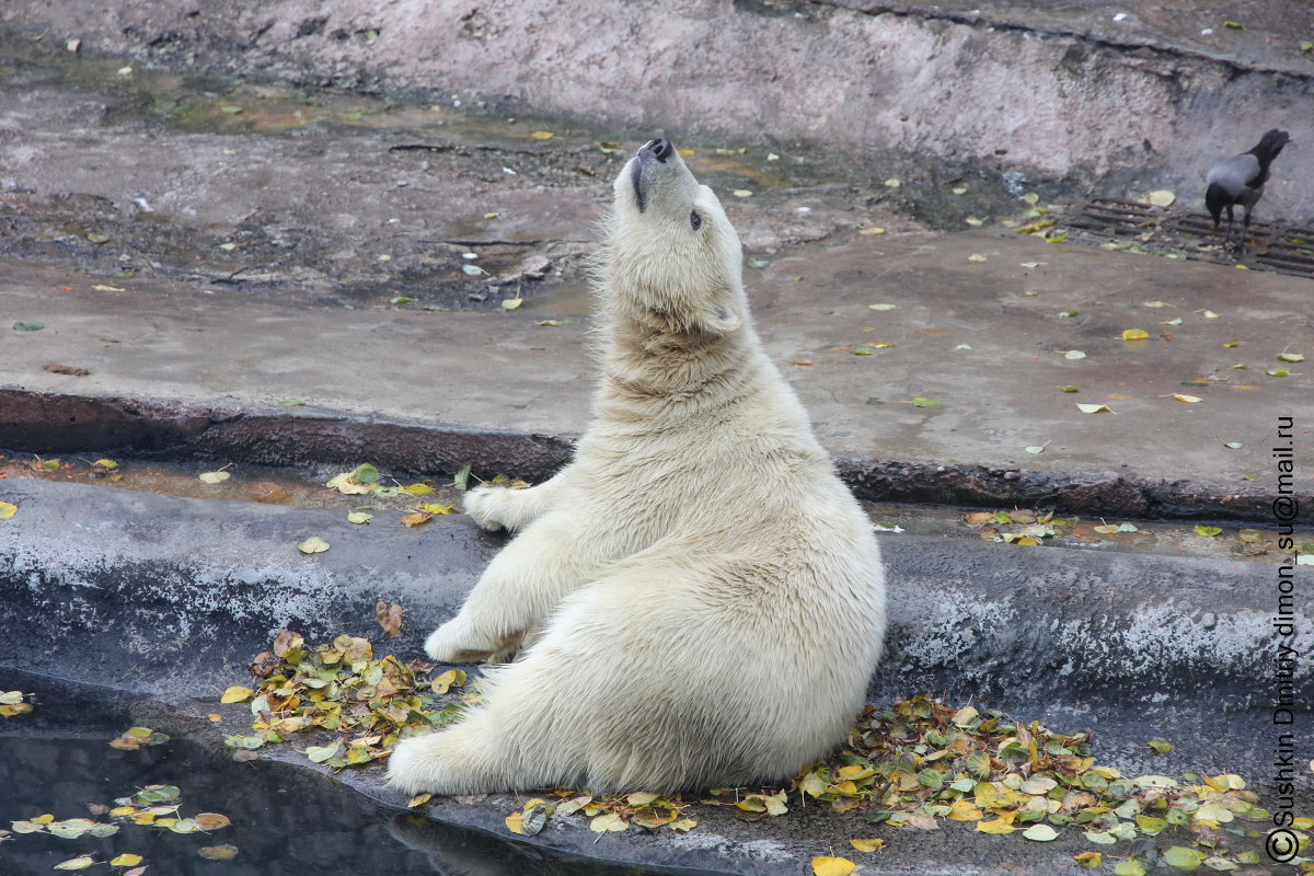 Белый медведь - Дмитрий Сушкин