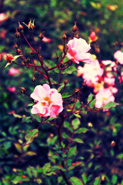Розы и осенью цветут - Вика Курилова