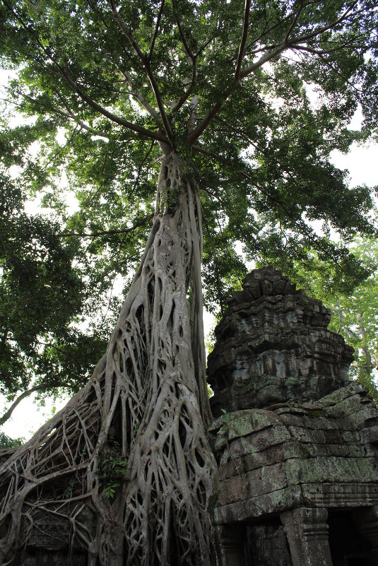 Камбоджа. Ангкор-Ват. Дерево, растущее из развалин - Владимир Шибинский