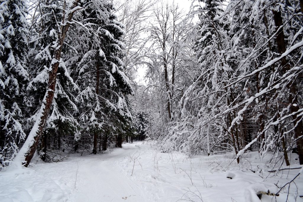 Зимний подмосковный лес - Борис Русаков