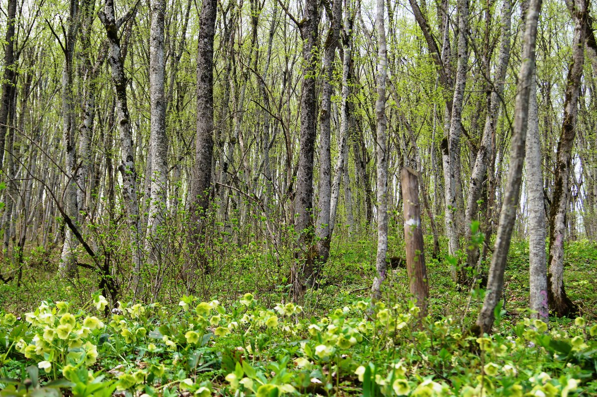 Картинку лес весенний лес