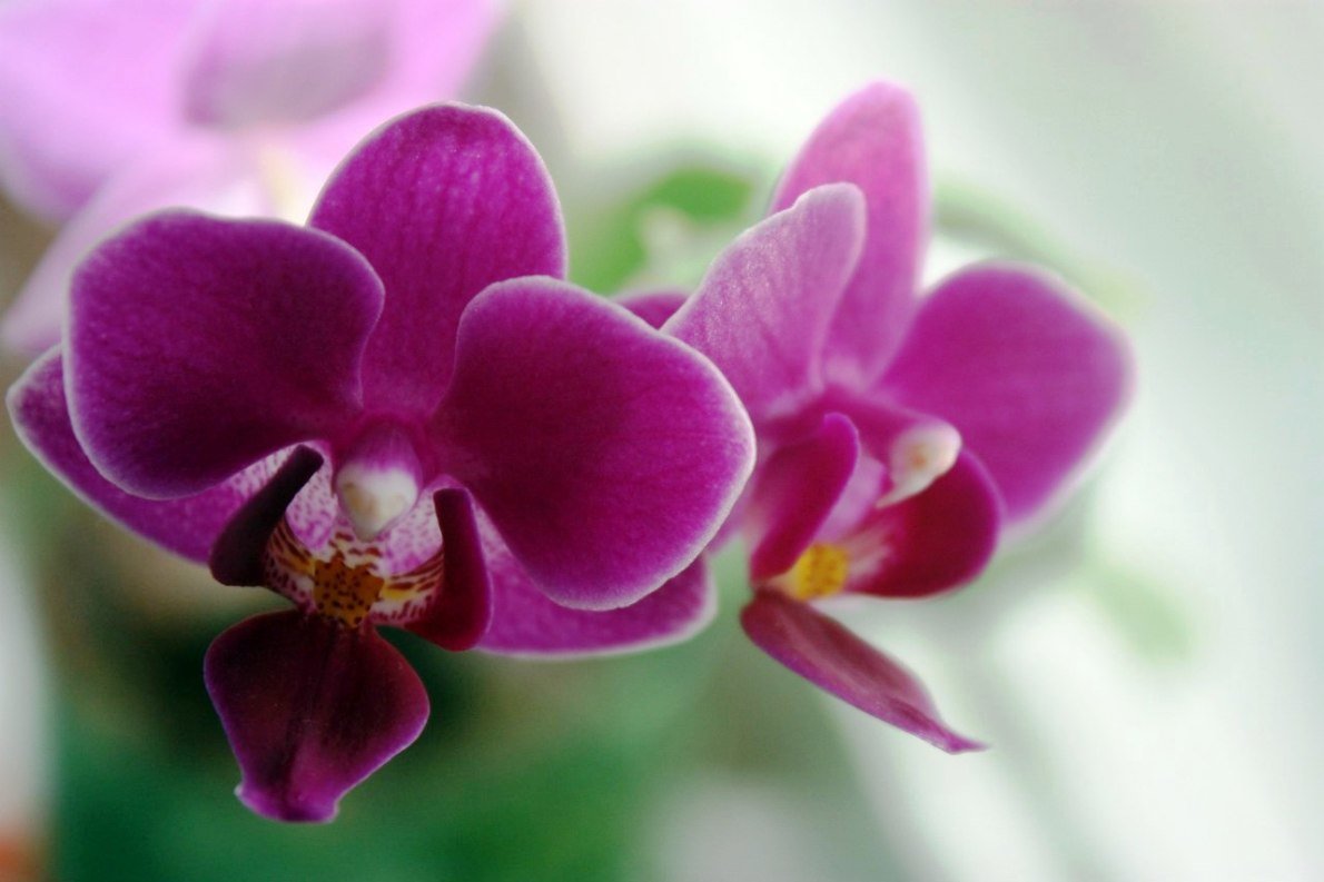 Прекрасная орхидея - Яна Гоголь