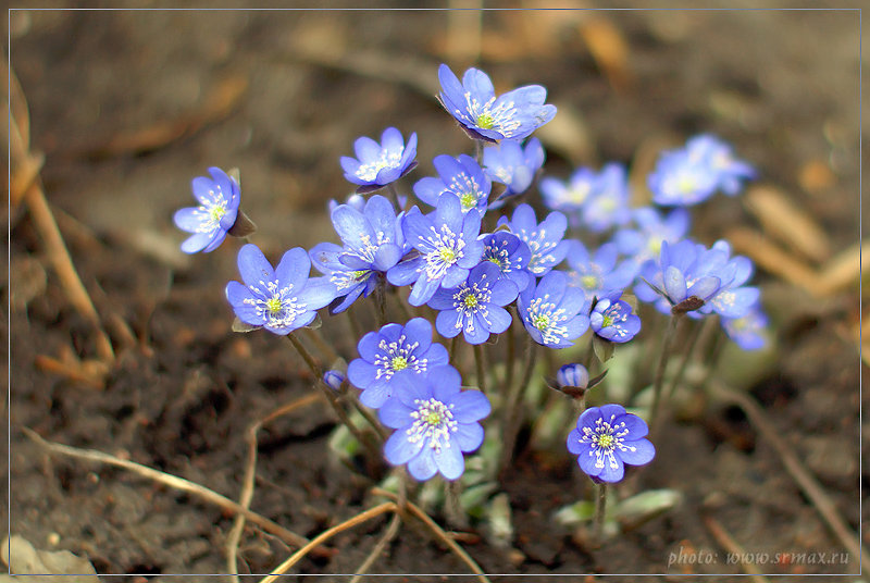Цветы весны - Max srmax.ru Morozov