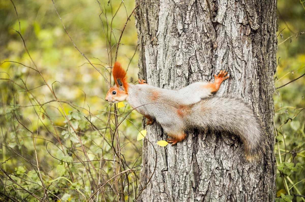 Squirrel - Виталий Доарме
