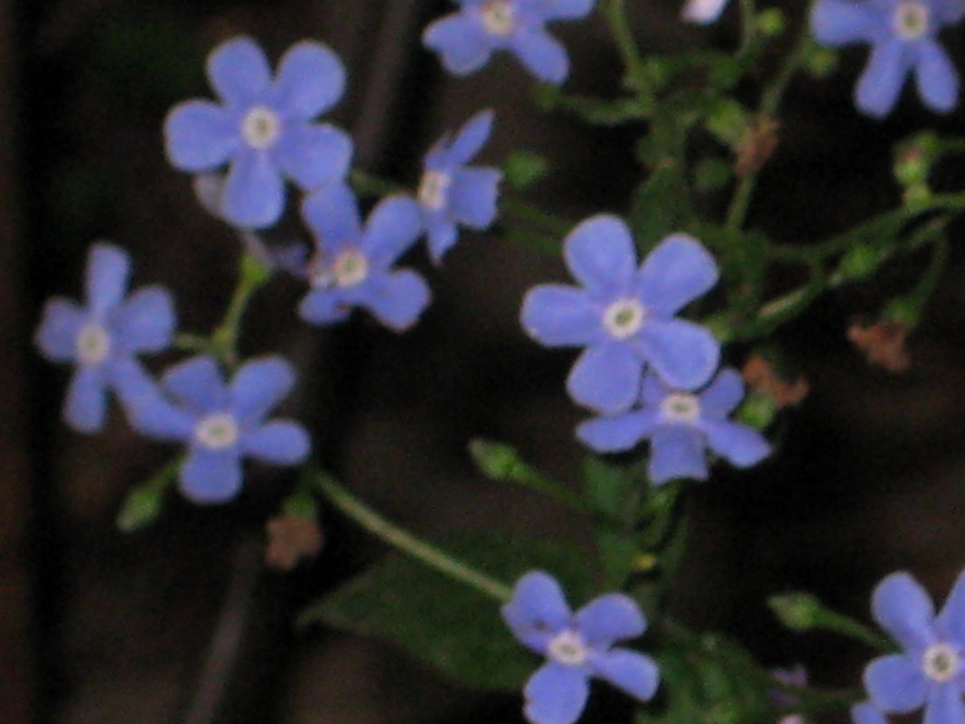 Синие цветочки - Олеся Пархоменко