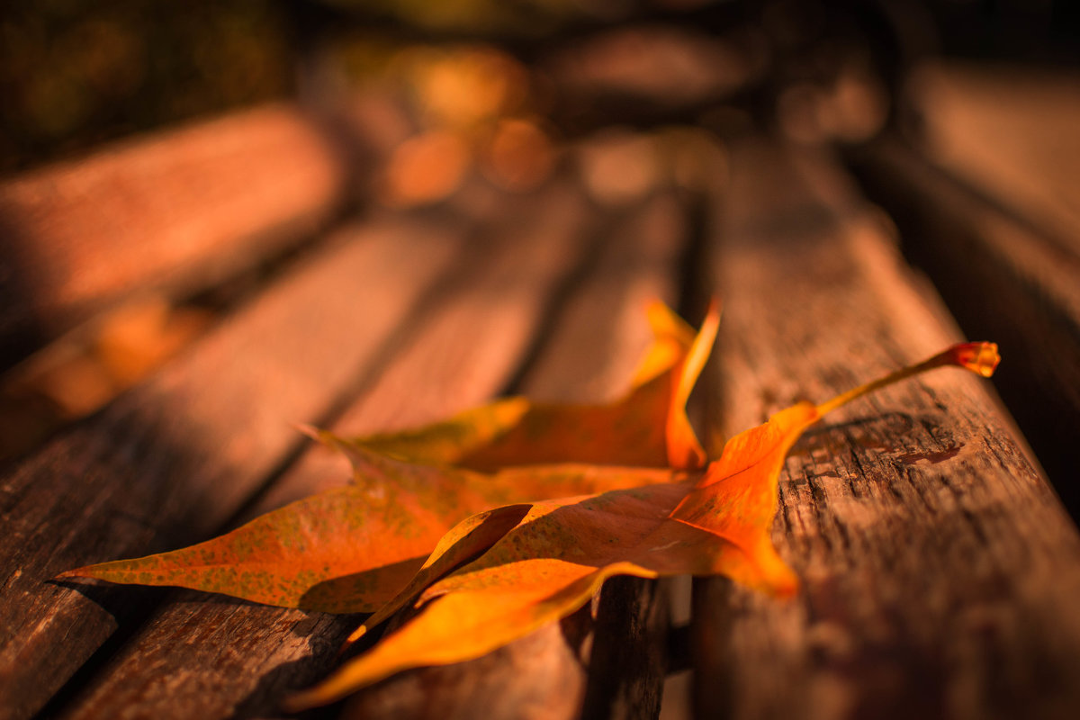 autumn leaf - freetimephoto free