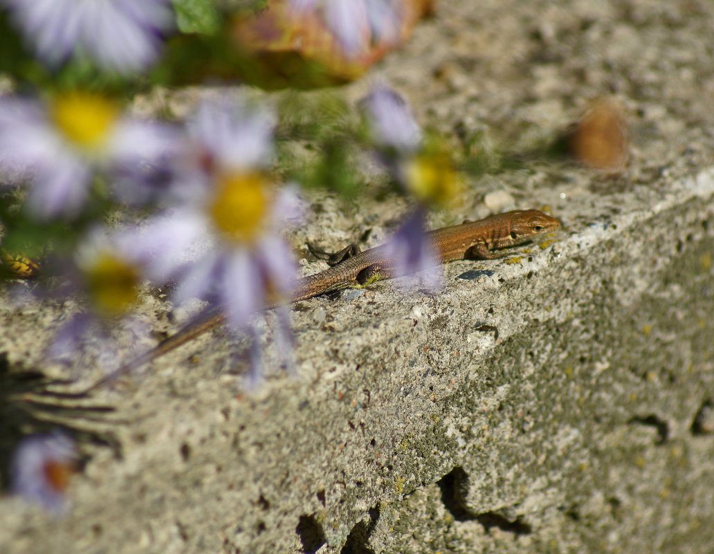 Lizard - Оксана #