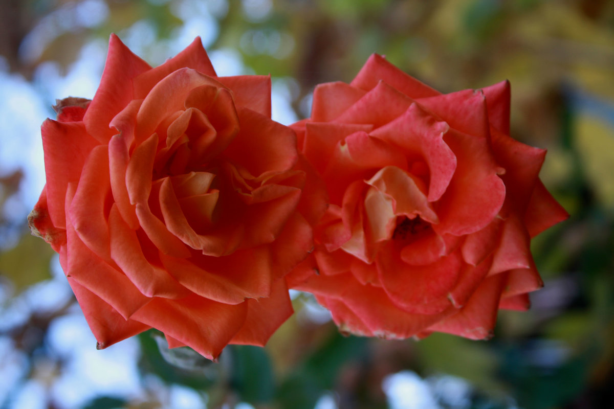 Осенние розы - Ирина 