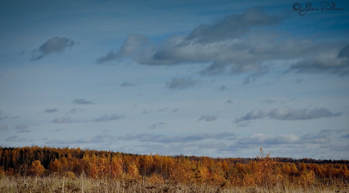 Осенний лес на фоне неба - Юлёна Рачкова