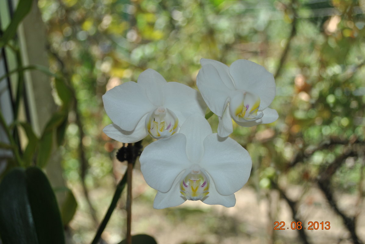 орхидея3 - Аня 