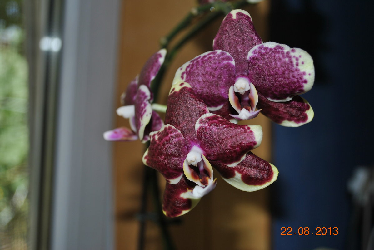 орхидея2 - Аня 