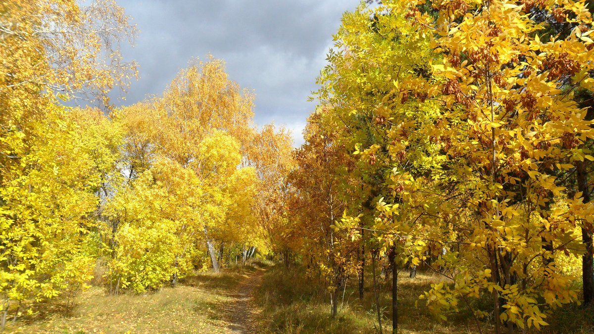 *** - Светлана Белоусова