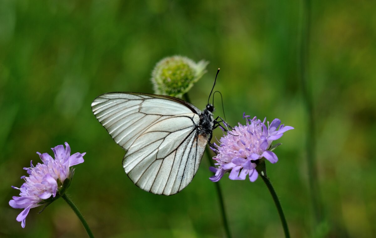 Butterfly - Андрей Вестмит